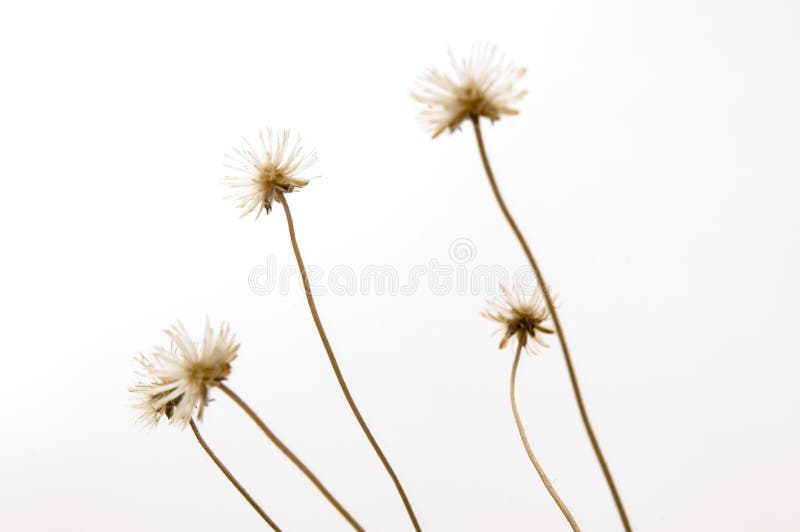 Droog onkruidstilleven stock fotografie Droog onkruidstilleven stock fotografie