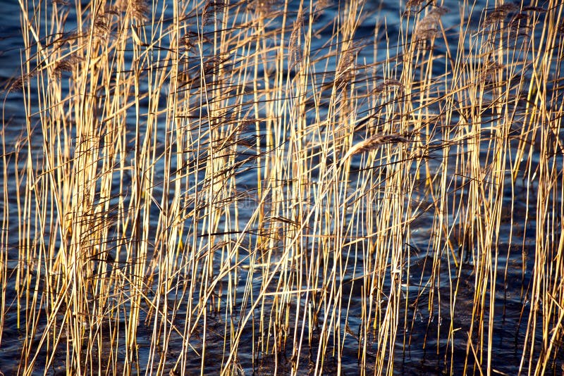 Droog riet op het meer in de herfst royalty-vrije stock afbeeldingen