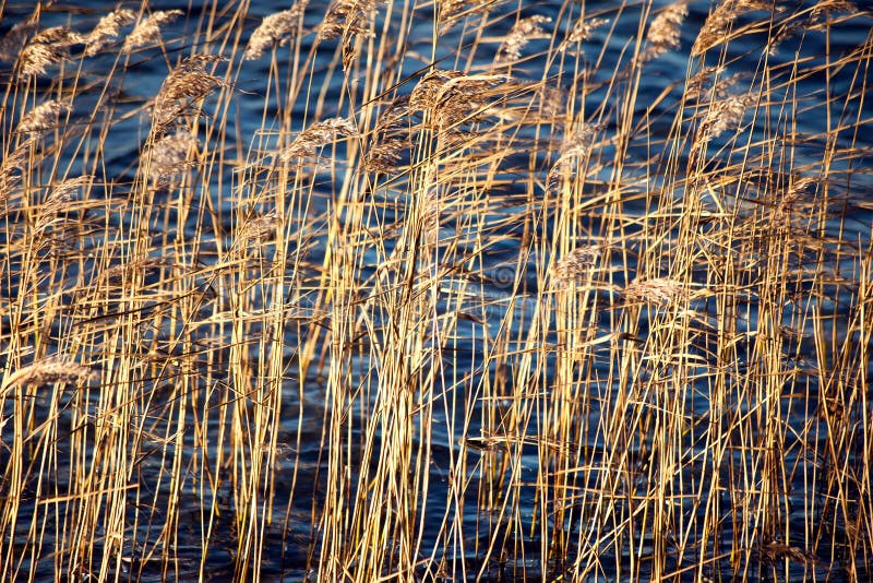Droog riet op het meer in de herfst royalty-vrije stock foto's