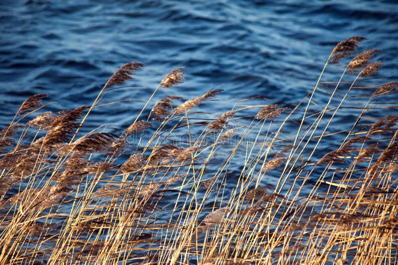 Droog riet op het meer in de herfst royalty-vrije stock afbeeldingen