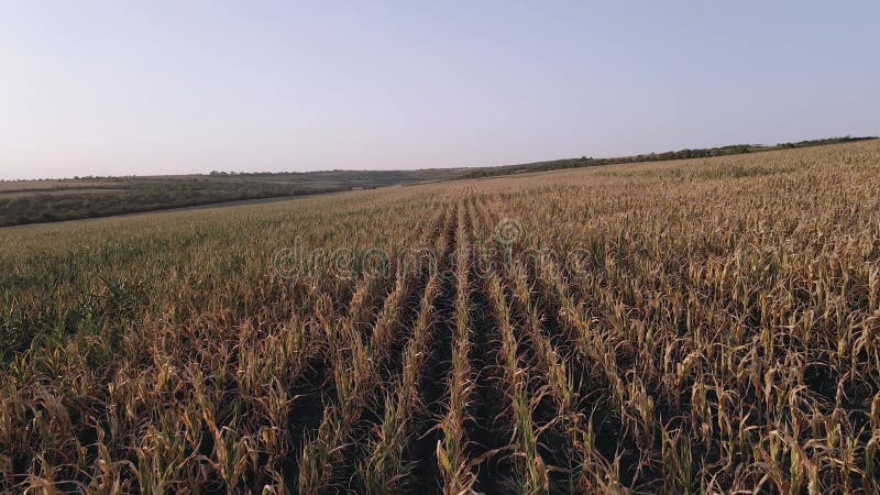 Droogte van 2020 , die de landbouwers zwaar treft ; video 4.000 met drone.