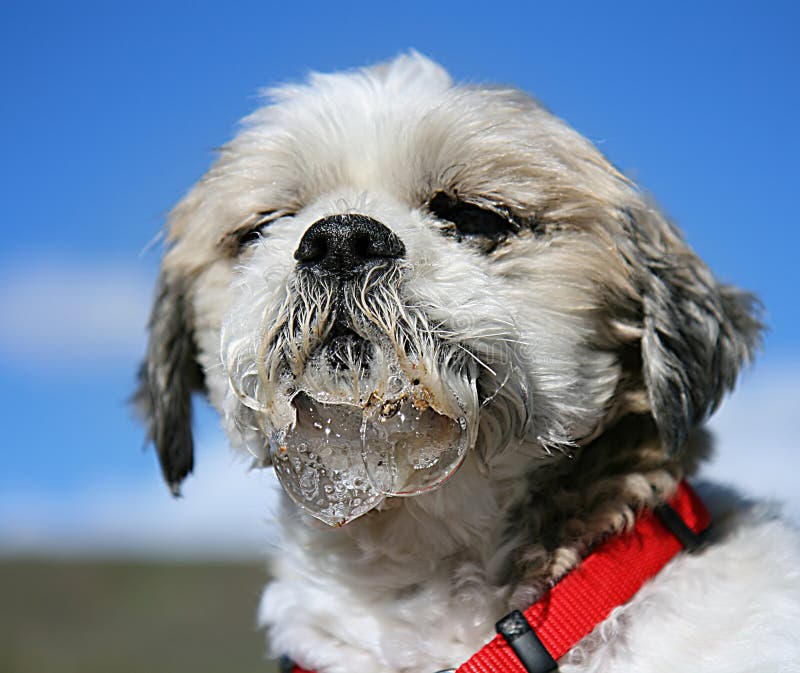 A shih tzu drooling all over his mouth. A shih tzu drooling all over his mouth