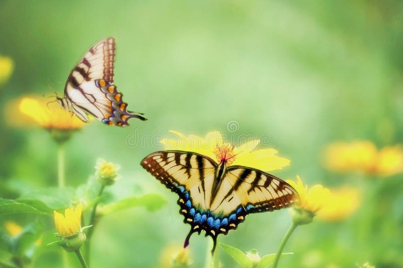 Two Tiger Swallowtails float in a dreamy field of wildflowers. Two Tiger Swallowtails float in a dreamy field of wildflowers