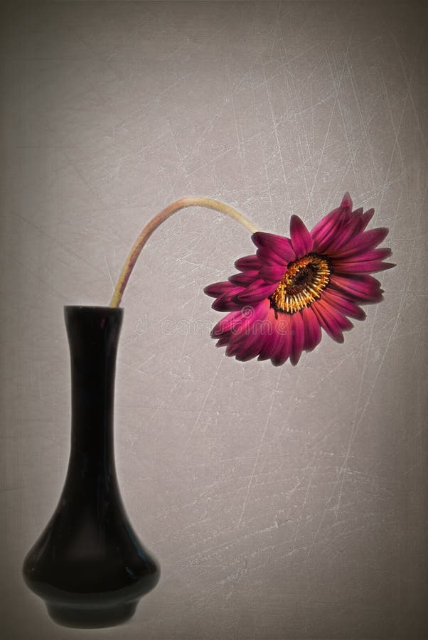 Drooping Daisy stock photo. Image of blossom, uniqueness 12400438