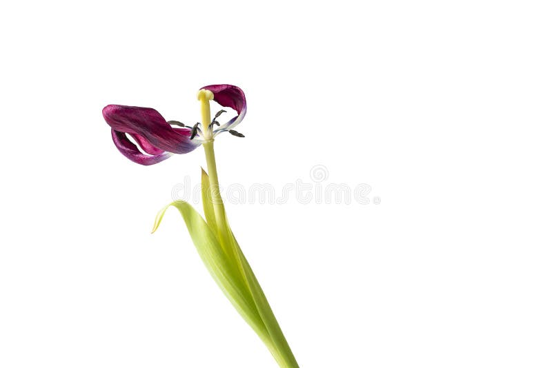 A Drooping Withered Tulip without Part of the Petals . Isolate Stock