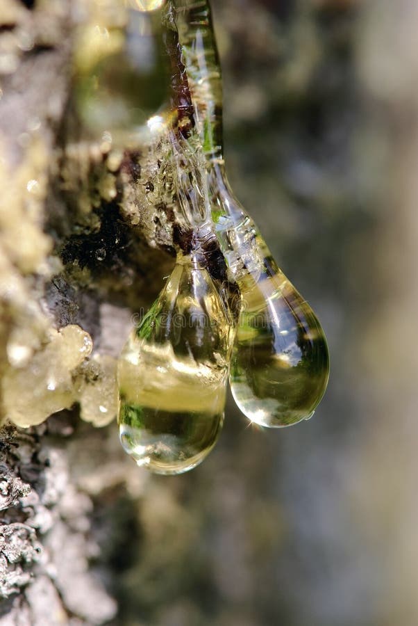 Drop of amber resin stock image