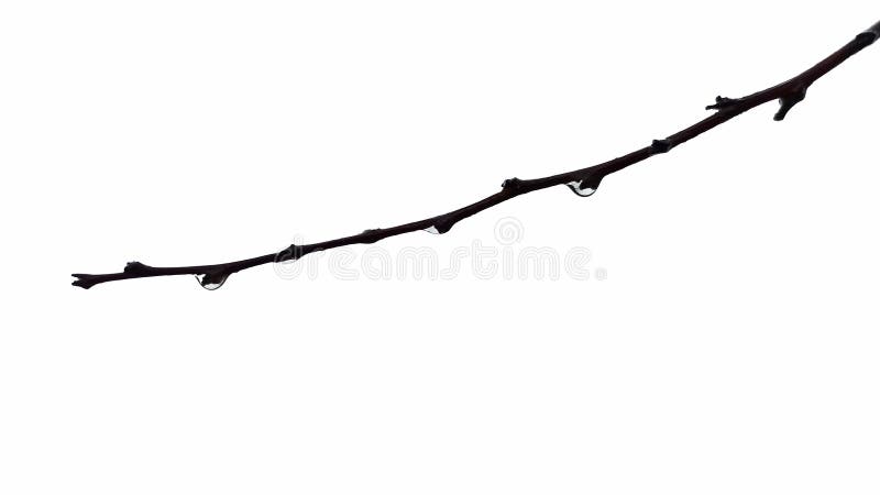 Drop on branch isolated on white background royalty free stock photos