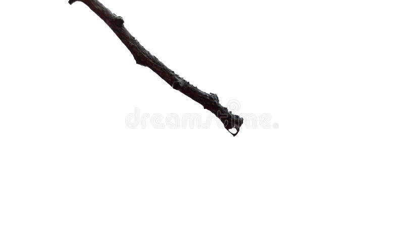 Drop on branch isolated on white background stock photos