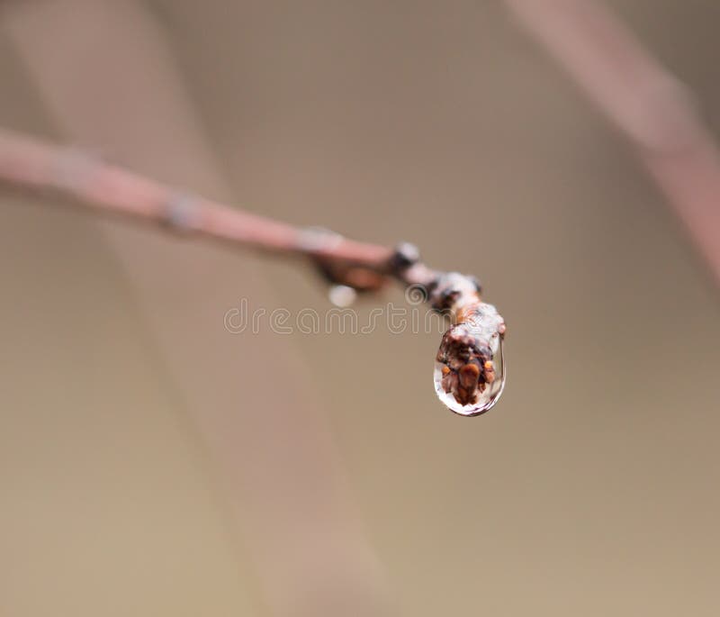 Drop on Bud on a Branch. Macro Stock Image Image of fresh, drop 100594783