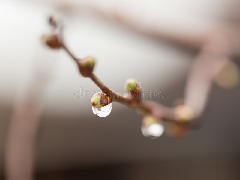 Drop on Bud on a Branch. Macro Stock Image Image of abstract, drop 102312437