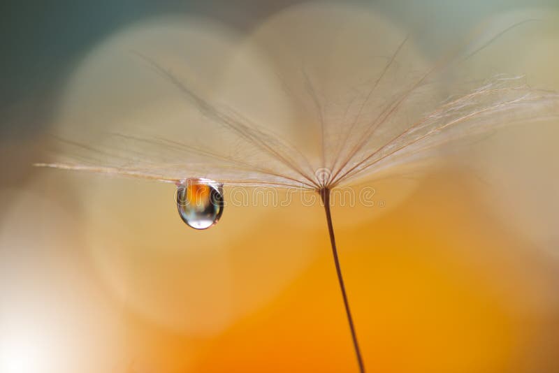 Beautiful Orange Nature Background Closeup.Tranquil Abstract Art Photography.Artistic Wallpaper.Fantasy Design.Dandelion,drop,pure