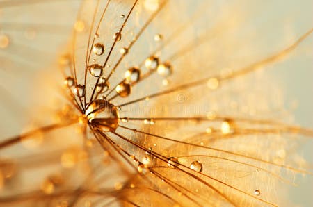 Drop on a fluff stock photo. Image of golden, closeup - 18043794