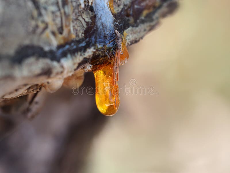 Drop of golden resin on a tree stock images