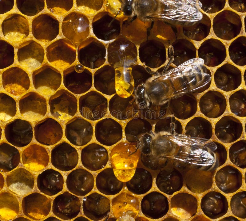 Drop of honey and bees royalty free stock images