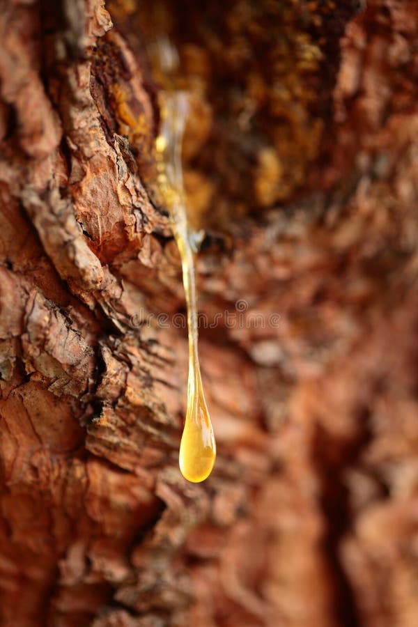 Drop of pine resin stock image
