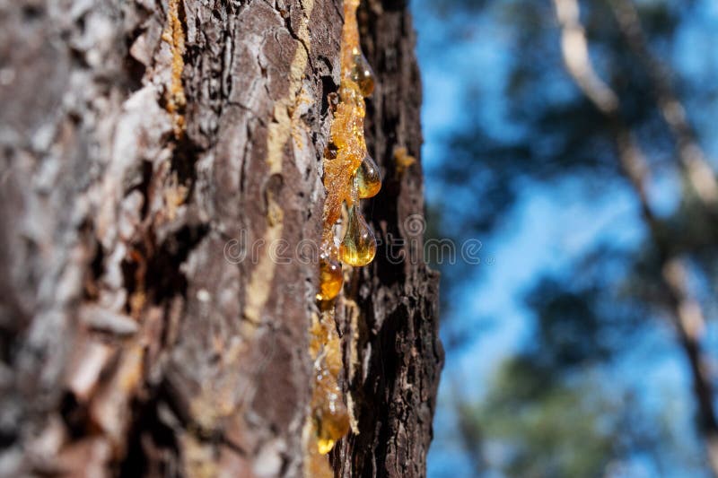 Drop of pine resin stock photography
