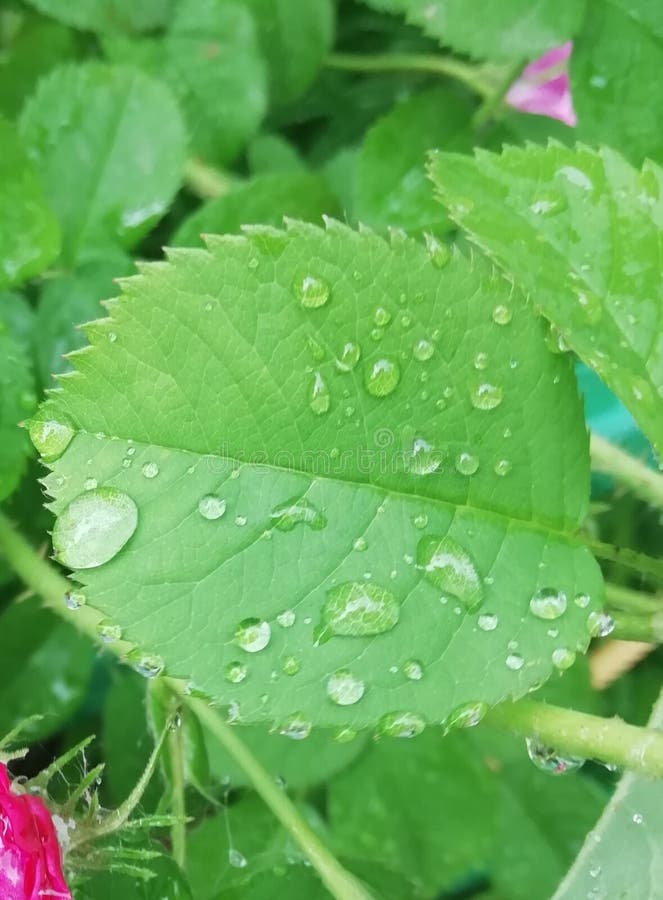 Drop of rain water on the leaf of wild rose. stock photography