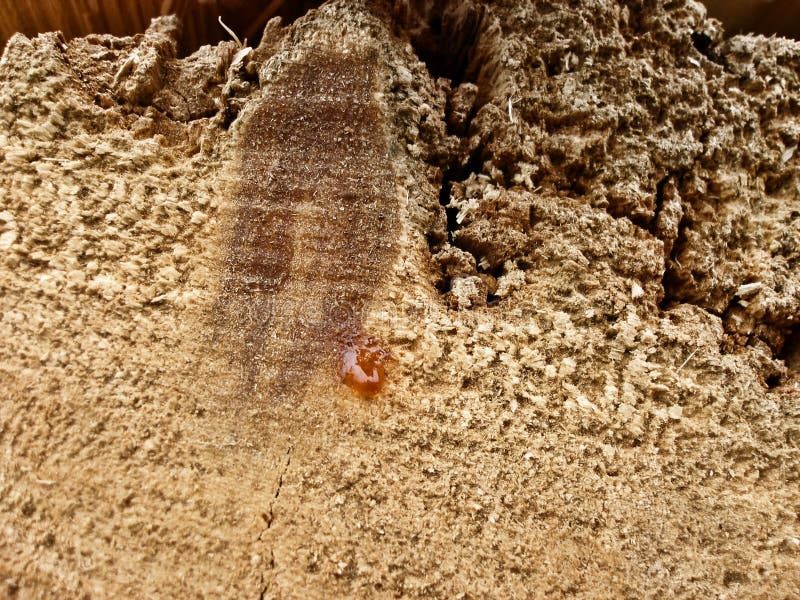 Drop resin emerges through pine tree. wooden texture royalty free stock photography.