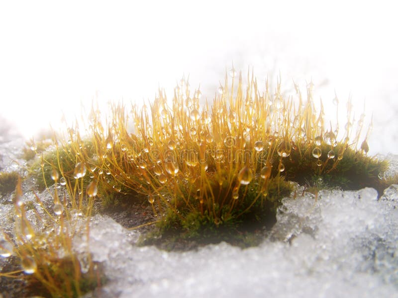 Goccia di neve e sulle piante, il sogno di tono.