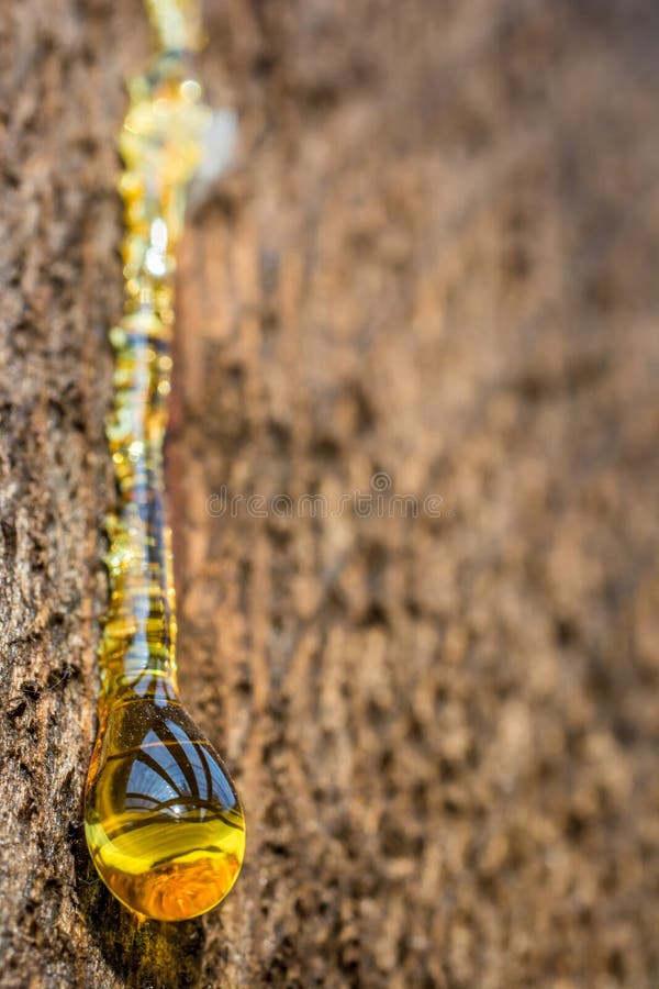 A drop of tree resin stock photography