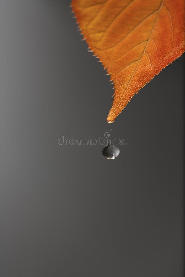 Drop of water and autumn leaf in gray bottom