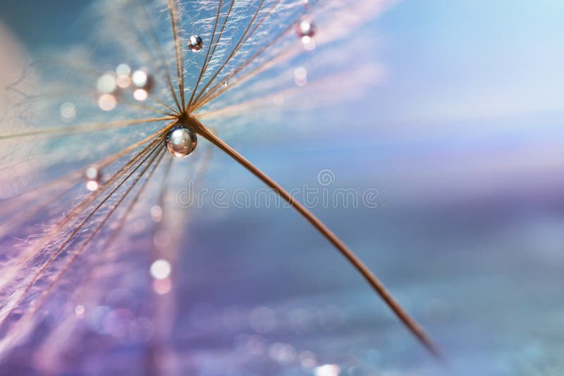 A drop of water. A beautiful macro dandelion with a drop of water. Selective focus