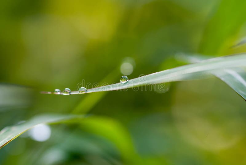 Drop of Water on a Blade of Grass Stock Photo Image of nature, flora