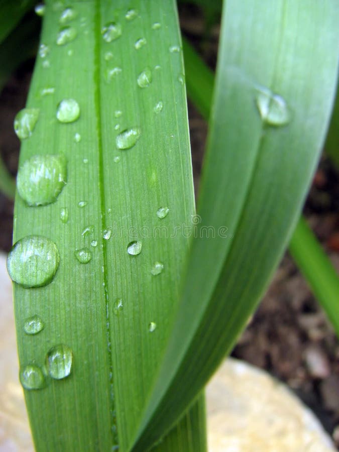 Drop of water on a blade of green grass