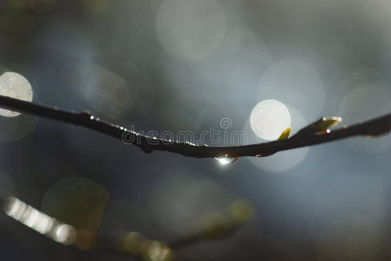 drop of water on branch of tree after rain in early spring, with reflection of the sun