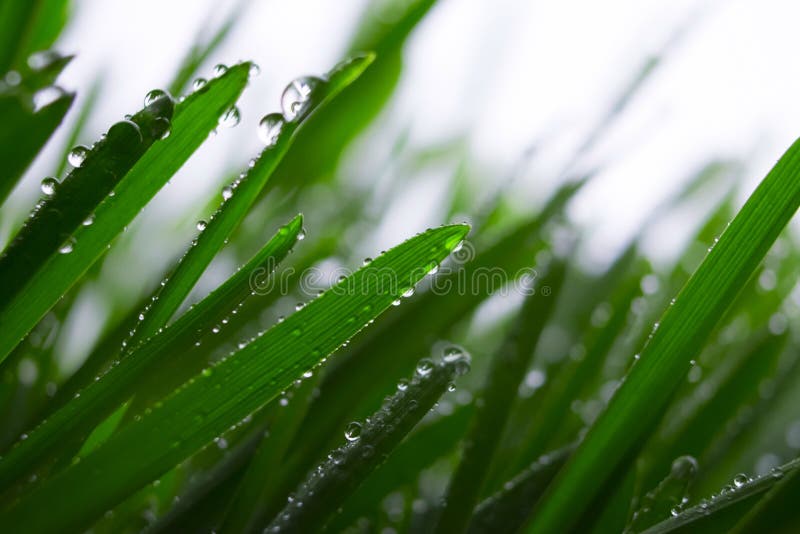 A drop of water on the grass