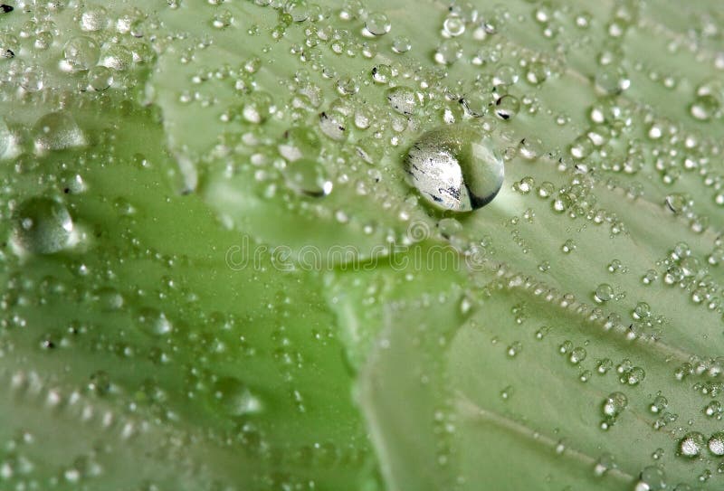 Drop of water on leaf