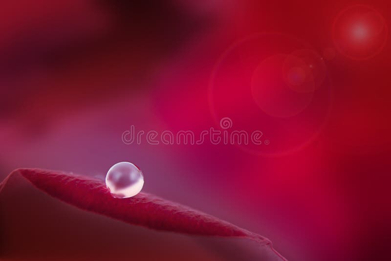 A drop of water on a red rose petal, copy space. Abstract natural background