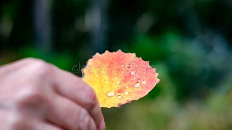 Droplets on an autumn leaf