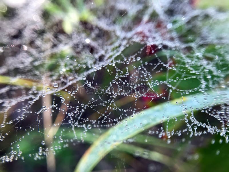 Cobweb in the grass in the forest