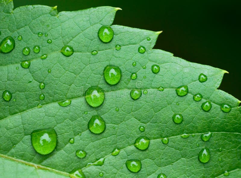 Droplets on leaf