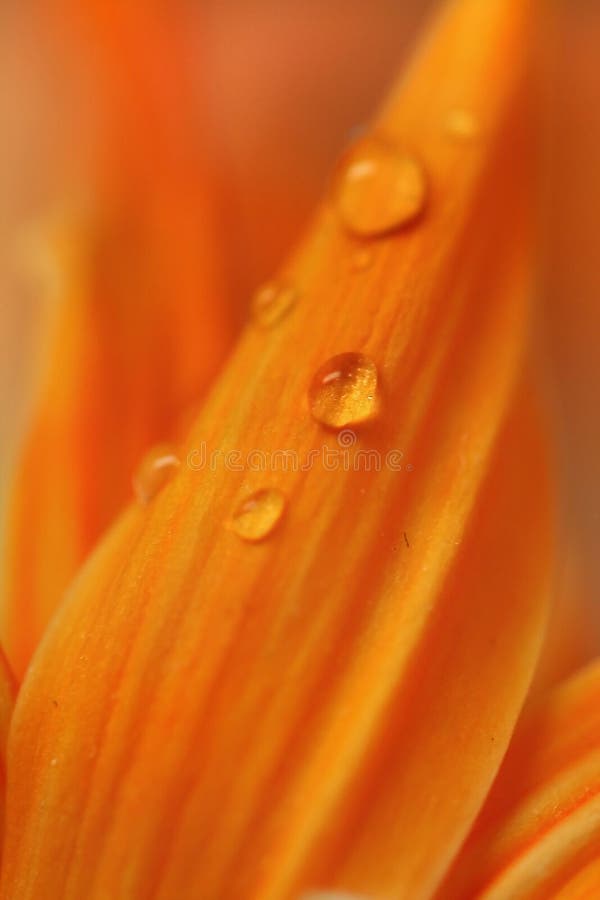 Droplets on orange petals
