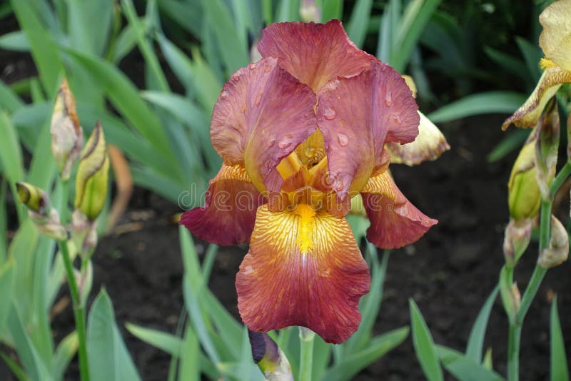 Droplets of water on red and yellow flower of Iris germanica