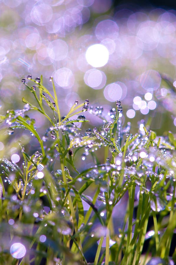 Drops of dew on the grass. sun glare from dew .  Violet and green,. Drops of dew on the grass. sun glare from dew .  Violet and green,