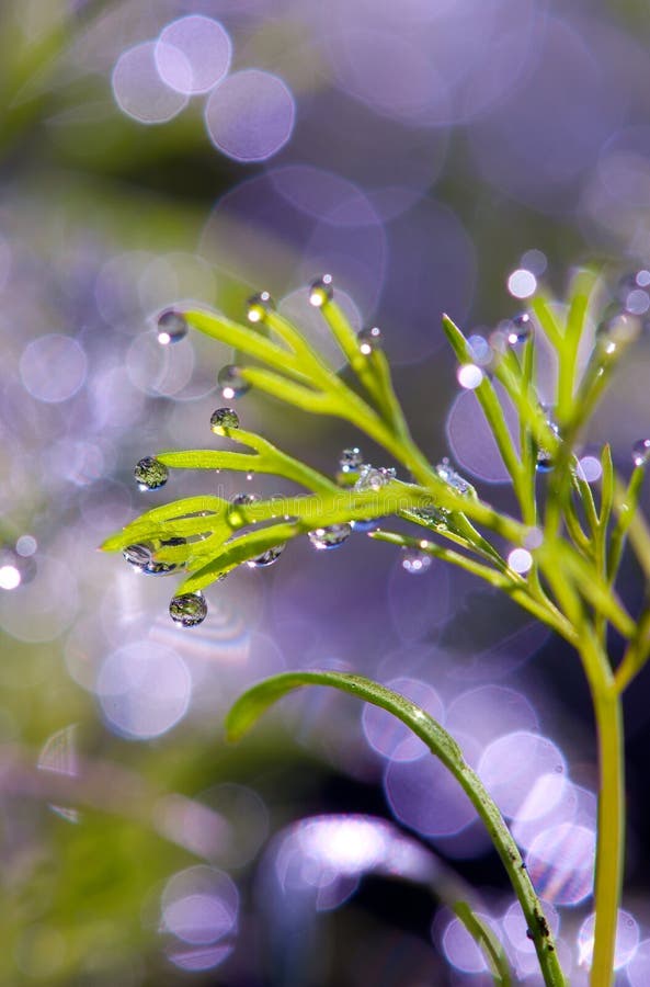 Drops of dew on the grass. sun glare from dew .   Violet and green,. Drops of dew on the grass. sun glare from dew .   Violet and green,