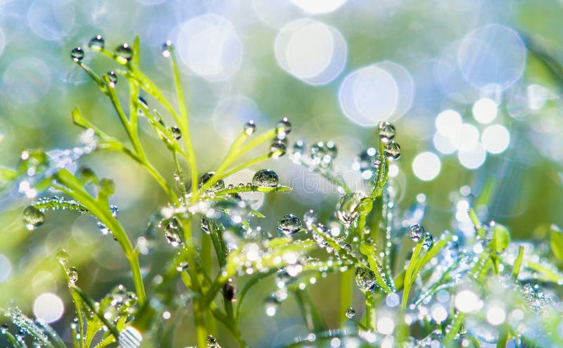 Drops of dew on the grass. sun glare from dew .nblue and green,. Drops of dew on the grass. sun glare from dew .nblue and green,