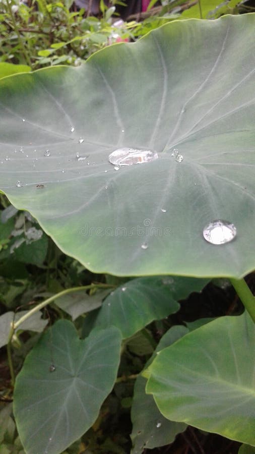 Droppar för detta regn är egentligen som diamanter som tilldrog varje arkivfoton Droppar för detta regn är egentligen som diamanter som tilldrog varje arkivfoton