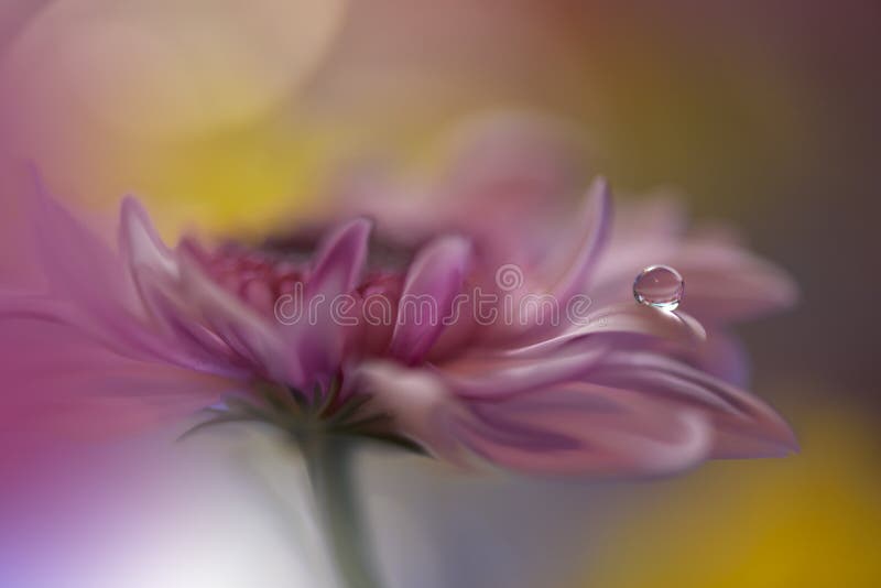 Abstract macro photo with water drops.Artistic Background for desktop. Flowers made with pastel tones.Tranquil abstract closeup art photography.Print for Wallpaper.Floral fantasy design.Beautiful Nature.Natural Macro Photos and Tranquil Scene.Colorful Flowers.Colorful Background.Celebration,love.Daisy Flower.Daisy Flowers.Water Drop.Spa. Abstract macro photo with water drops.Artistic Background for desktop. Flowers made with pastel tones.Tranquil abstract closeup art photography.Print for Wallpaper.Floral fantasy design.Beautiful Nature.Natural Macro Photos and Tranquil Scene.Colorful Flowers.Colorful Background.Celebration,love.Daisy Flower.Daisy Flowers.Water Drop.Spa.