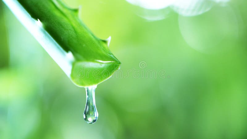 Dropping aloe vera liquid from leaf. Shot on super macro lens, low depth of focus. Skin care and wellness concept. Free space for text