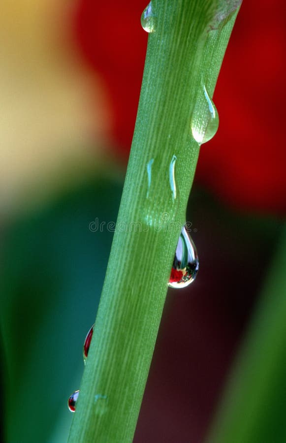 Download Droppregnstem arkivfoto. Bild av reflexioner, växter, lilly - 25972