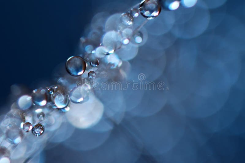 Drops of dew