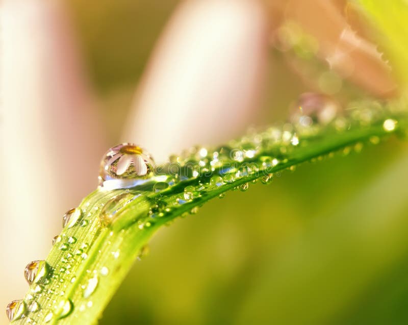 Drops of dew on a grass