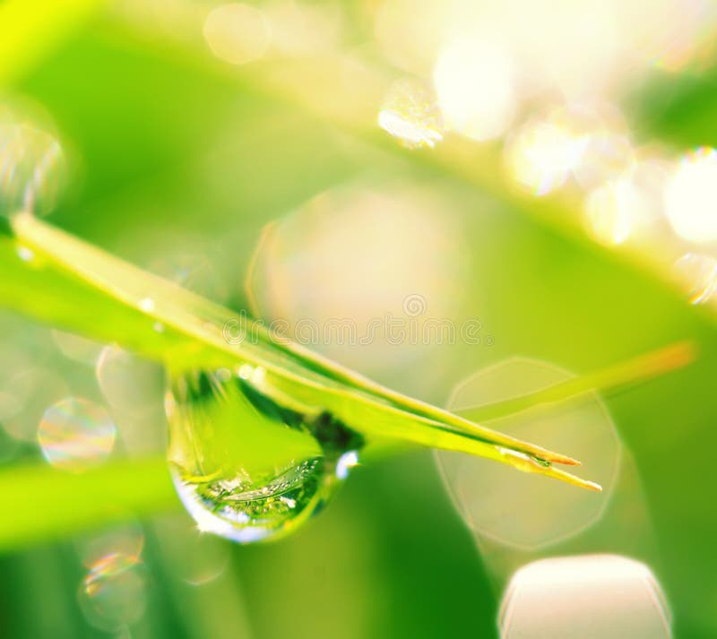 Drops of dew on a grass