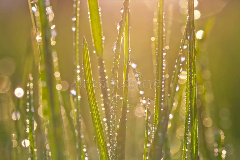 Drops of dew on a grass