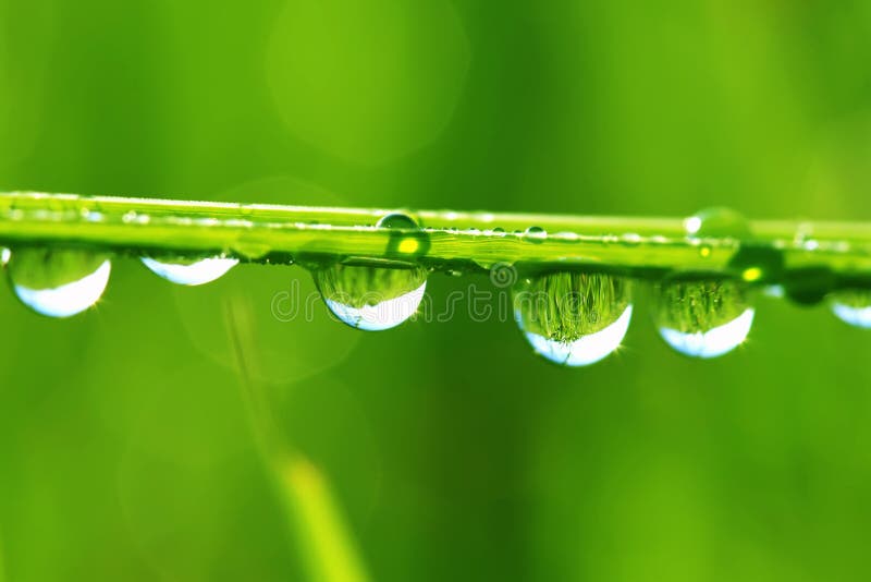 Drops of dew on a grass