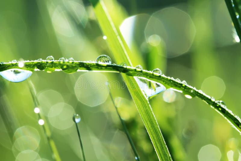 Drops of dew on a grass